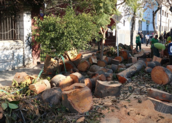 Villa Crespo: la pelea por el arbolado