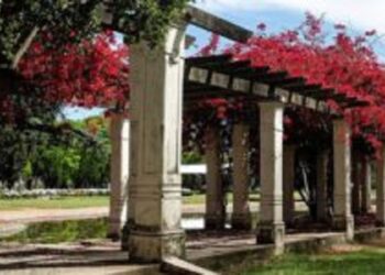 Rosario avanza con un plan para forestar la ciudad con árboles nativos