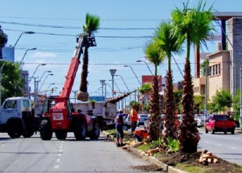La importancia del arbolado urbano en Mar del Plata