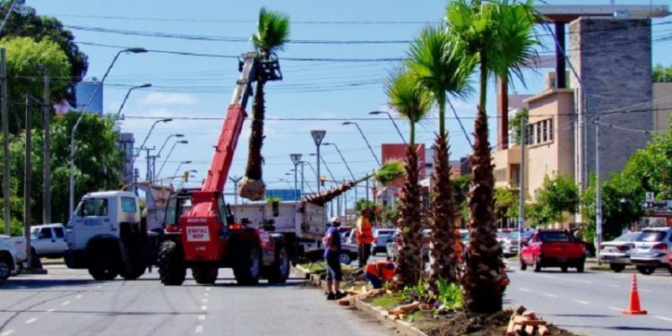 La importancia del arbolado urbano en Mar del Plata