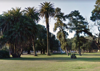 Se lanzó Arbopedia, con datos oficiales sobre el arbolado público porteño