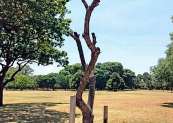 Denuncian la muerte de árboles plantados por el GCBA