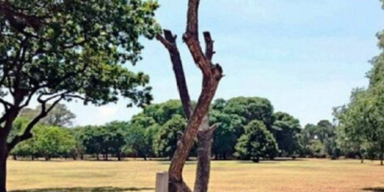 Denuncian la muerte de árboles plantados por el GCBA