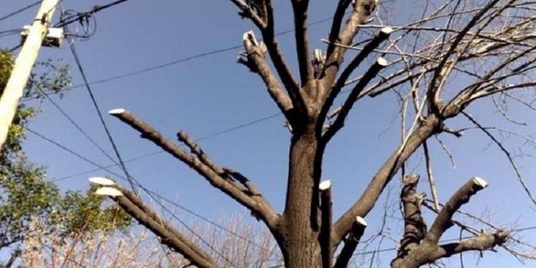 Desde el Colegio de Arquitectos advierten por la falta de árboles y espacios verdes