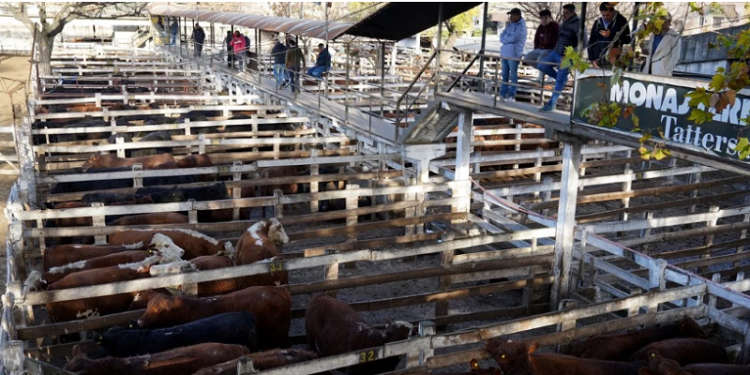 Comienza la mudanza del Mercado de Hacienda de Liniers
