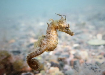 La riqueza del patrimonio natural de Mar del Plata
