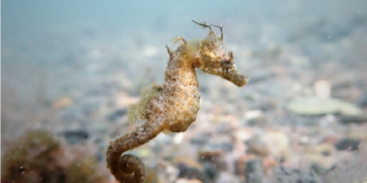 La riqueza del patrimonio natural de Mar del Plata