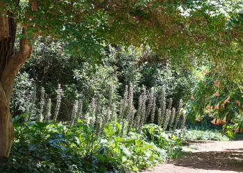 Carlos Thays y su legado: el Jardín Botánico