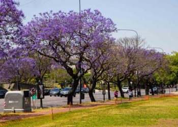 La Ciudad se pinta de lila con la floración del jacarandá