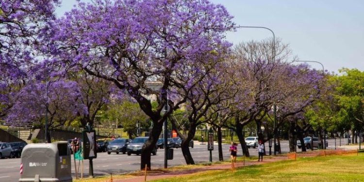 La Ciudad se pinta de lila con la floración del jacarandá