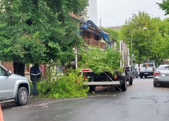 Proyecto de reforestación para mejorar el arbolado de Mar del Plata