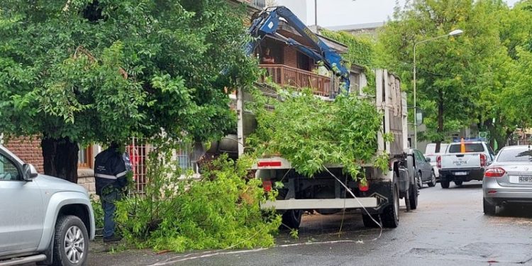 Proyecto de reforestación para mejorar el arbolado de Mar del Plata
