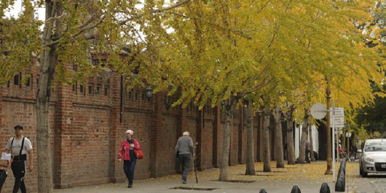 El árbol que da a la Ciudad de Buenos Aires un color especial