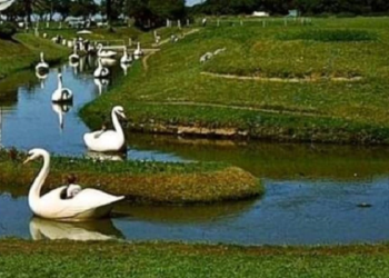 Cuando Mar del Plata tuvo su Lago de los cisnes