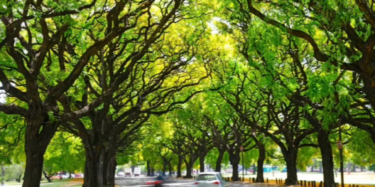 Por qué se celebra el Día del Árbol