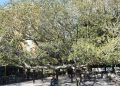 Los otros “notables” de la Ciudad: árboles más famosos