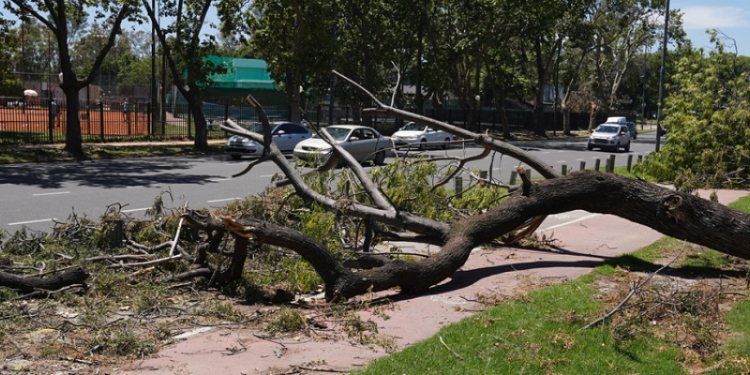 Cambian el criterio de poda de árboles en CABA