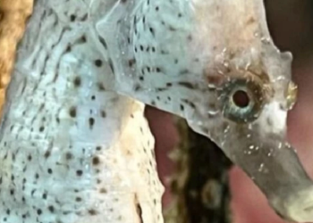 ¿Sabías que el hipocampo es el animal monumental de Mar del Plata?