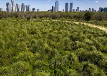 La importancia de los humedales en la Ciudad