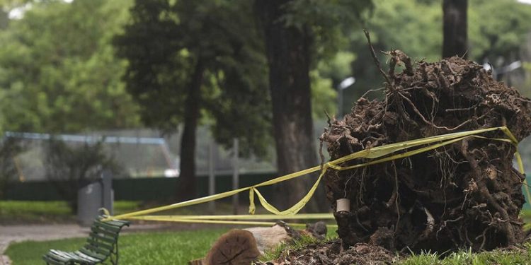 Polémica por la poda de árboles en Parque de los Patricios