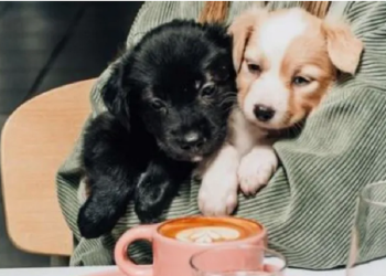 Pet friendly en restaurantes rosarinos