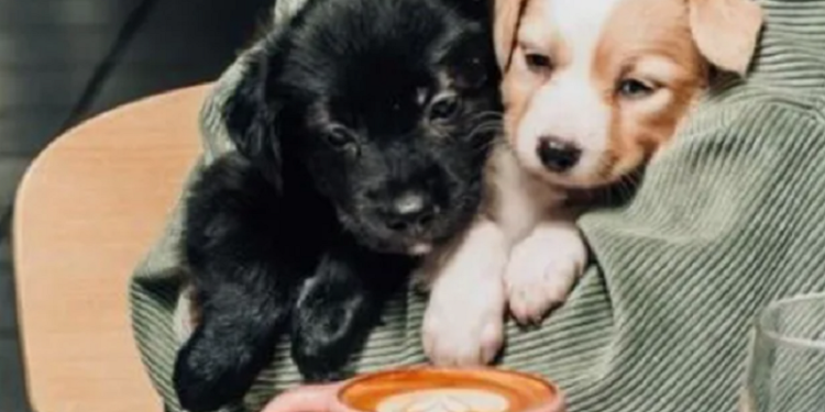 Pet friendly en restaurantes rosarinos