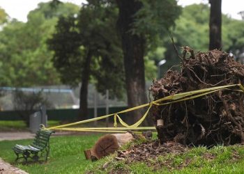 La Justicia frenó las extracciones y podas dentro de Parque Patricios