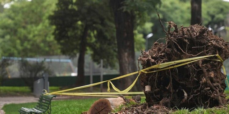 La Justicia frenó las extracciones y podas dentro de Parque Patricios