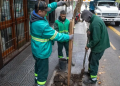 Plan de Arbolado 2024 para CABA