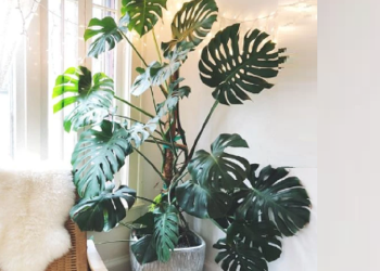 Plantas de moda y con hojas XL para decorar livings