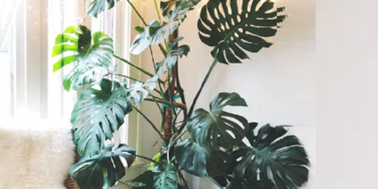 Plantas de moda y con hojas XL para decorar livings