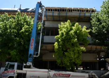 Extracción ilegal de árboles en Rosario