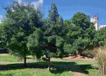 Se aprobó la primera lectura para nombre Plaza Manzana 66