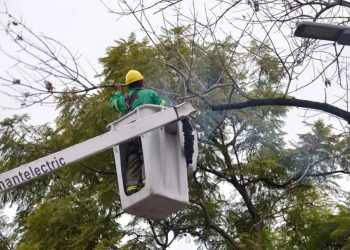Para la Justicia, el Gobierno porteño no cumple con la ley de arbolado